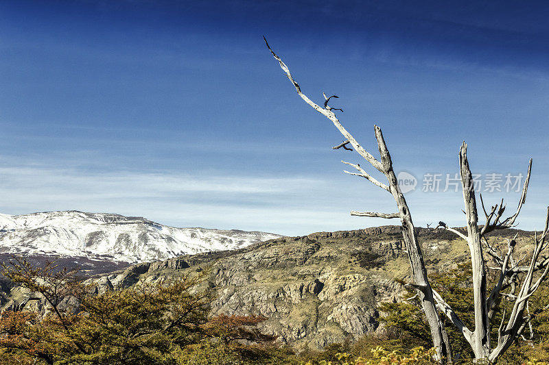 巴塔哥尼亚安第斯森林在Los Glaciares国家公园，靠近大陆冰。El Chalten, Santa Cruz省，阿根廷巴塔哥尼亚。